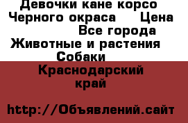 Девочки кане корсо. Черного окраса.  › Цена ­ 65 000 - Все города Животные и растения » Собаки   . Краснодарский край